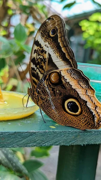 Бабочка Совиным Глазом — стоковое фото