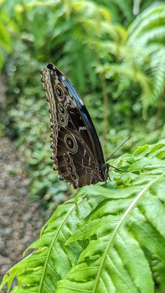 Голубая Морфо Бабочка Закрытыми Крыльями — стоковое фото