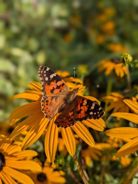 Vanessa Cardui kelebeği sarı rudbeckia üzerinde siyah gözlü Susan çiçekleri. Kapatın. Yüksek kalite fotoğraf