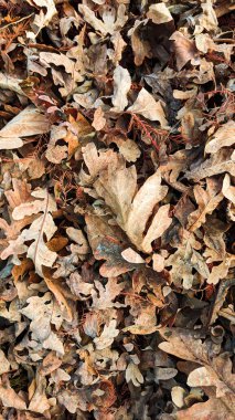 Kurumuş meşe yaprakları, üst görünüm, dikey arkaplan. Yüksek kalite fotoğraf