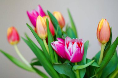 Gri arka planda çok renkli laleler. Ön manzara. Yatay olarak. Bahar ve Aziz Sevgililer Günü hediyeleri. Yüksek kalite fotoğraf. Tebrik kartı geçmişi. Kadınlar Günü. 