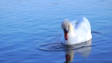 Swan gliding swimming on lake water on a sunny day looking for food underwater. Peaceful wildlife. Preserving nature concept. Horizontal. High quality FullHD footage