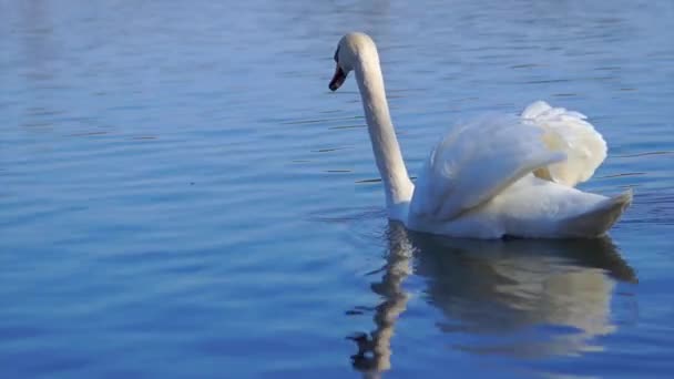 在阳光灿烂的一天 天鹅在湖水上滑翔 在水下觅食 安静的野生动物保护自然的概念 横向的 优质Fullhd影片 — 图库视频影像