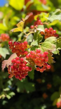  Guelder gülü böğürtleni. - Evet. Yüksek kalite fotoğraf. Dikey. 