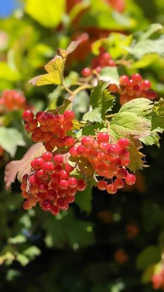 Guelder Rose Berries Close High Quality Photo Vertical — Stock Photo, Image
