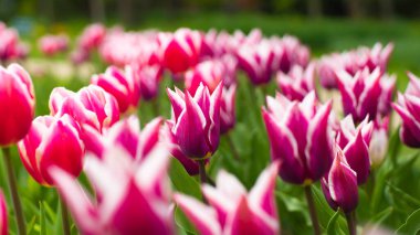 Bahçede açan pembe lale Claudia, yakın plan, yatay botanik fotoğraf. Yüksek kalite fotoğraf. Bahçıvanlık ve çiçek yetiştirme ilkbahar konsepti