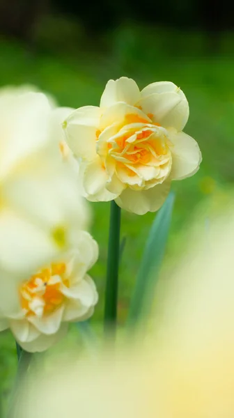 Joyeux Narcisse Double Jonquille Fleur Verticale Photo Rapprochée Photo Haute — Photo
