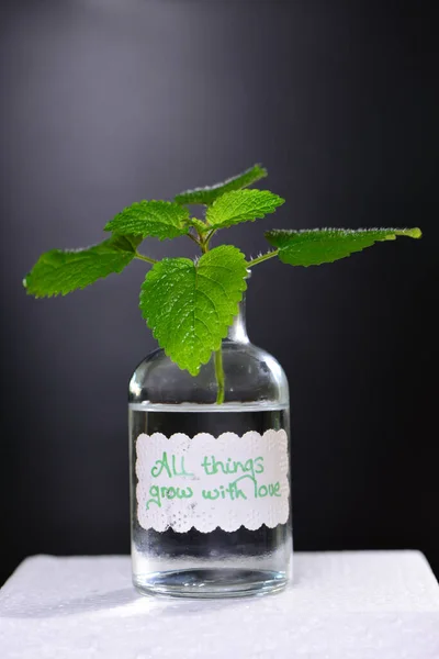 Lemon balm plant with extract in a bottle