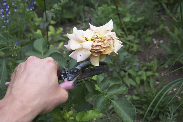 Solmuş güllerin budanması, yaz mevsiminde bahçe işleri.           