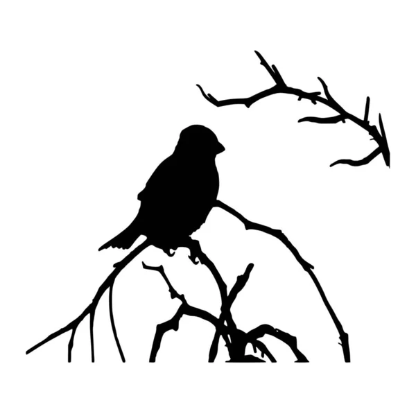 白色背景下鸟类的矢量轮廓 — 图库矢量图片
