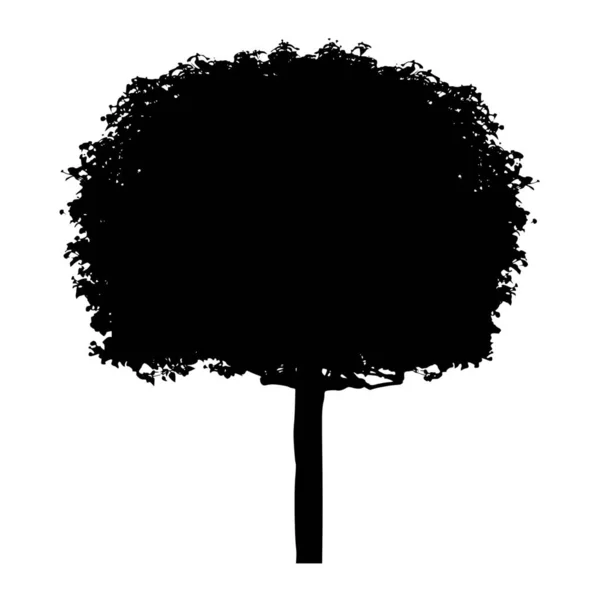 树在白色背景上的向量轮廓 — 图库矢量图片