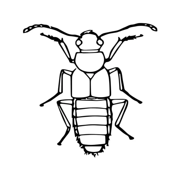 Vektorsilhouette Des Käfers Auf Weißem Hintergrund — Stockvektor