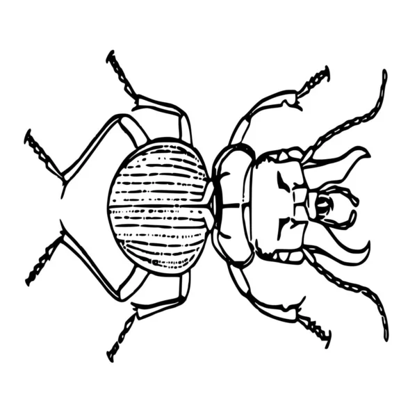 Vektorsilhouette Des Käfers Auf Weißem Hintergrund — Stockvektor