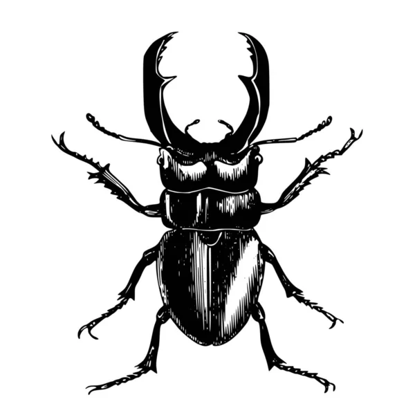 白背甲虫的传病媒介轮廓 — 图库矢量图片