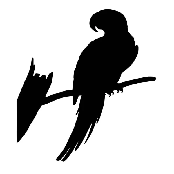 Векторный Силуэт Птицы Белом Фоне — стоковый вектор