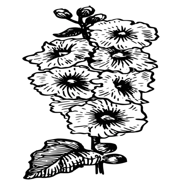Çiçek Beyaz Zemin Üzerine Siluet Vektör — Stok Vektör