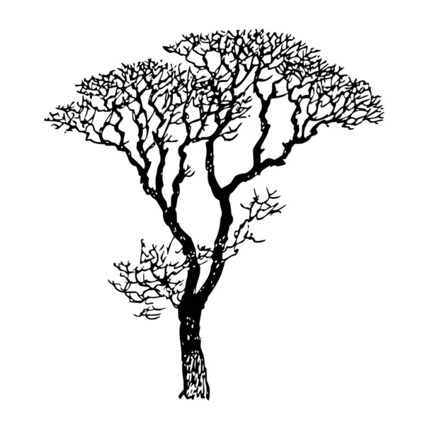 Sílhueta Vetorial Árvore Fundo Branco —  Vetores de Stock