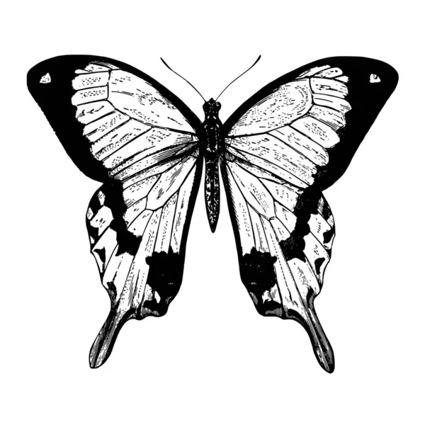 蝴蝶的向量剪影在白色背景 — 图库矢量图片