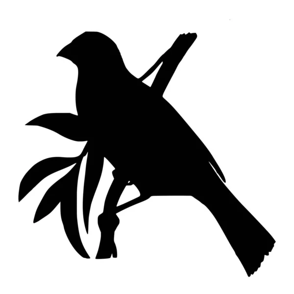 Vector Silhouet Van Bird Witte Achtergrond — Stockvector