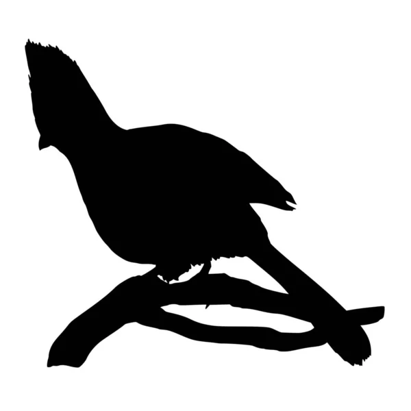 Sílhueta Vetorial Pássaro Sobre Fundo Branco — Vetor de Stock