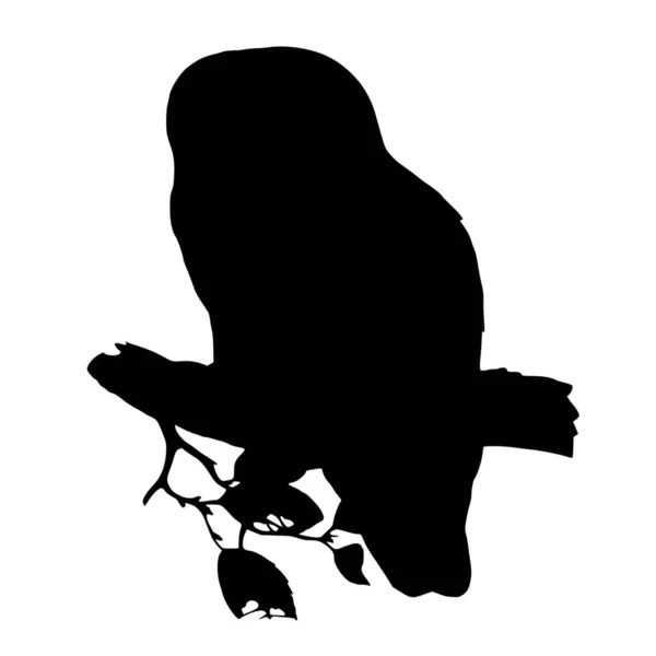 白い背景にフクロウのベクトルシルエット — ストックベクタ