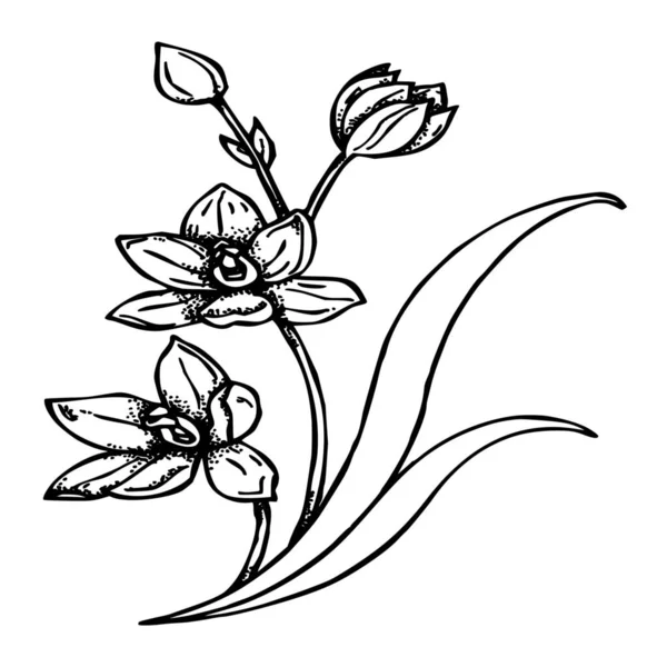 白色背景上的花的矢量轮廓 — 图库矢量图片