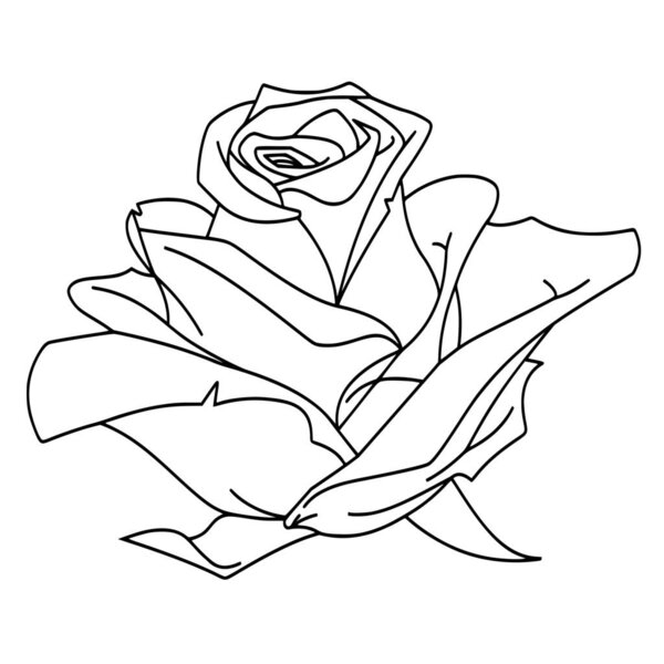 Vector silhouette of rose on white background