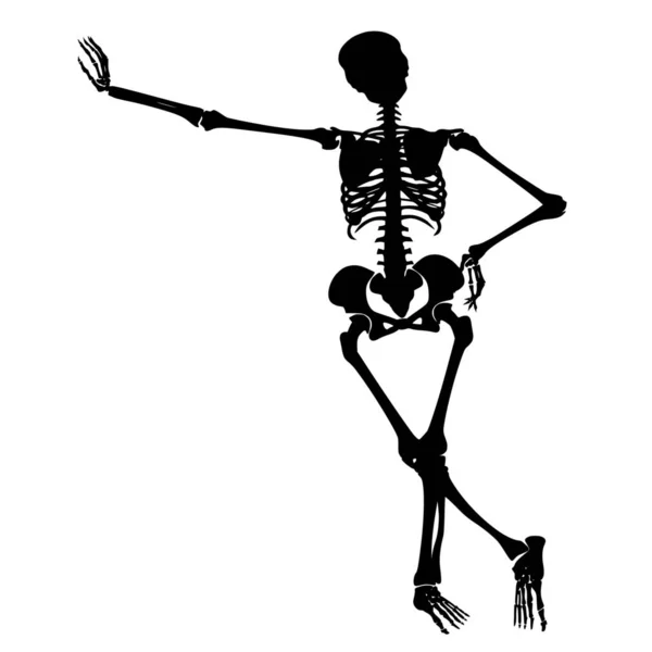白い背景に骨格のベクトルシルエット — ストックベクタ