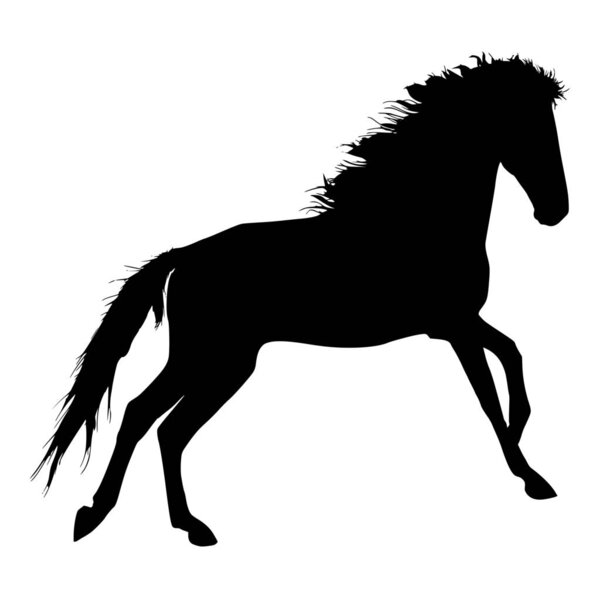 Vector silhouette of horse on white background