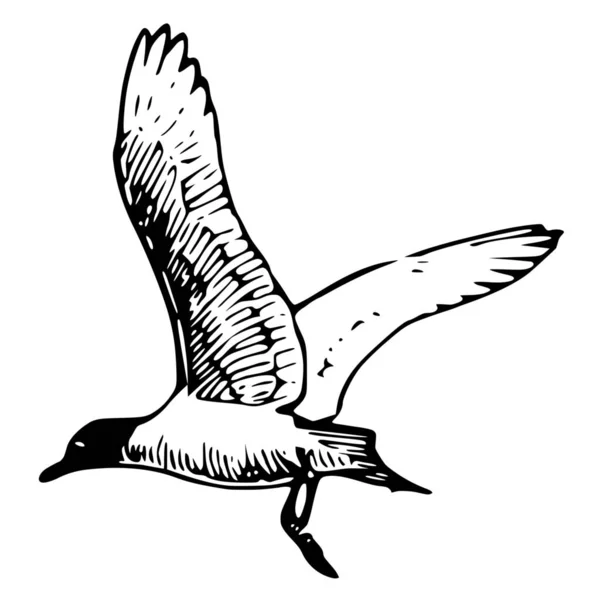 Beyaz Arkaplanda Kuşun Vektör Silueti — Stok Vektör