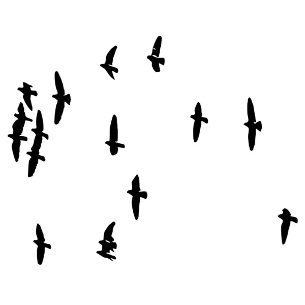 白い背景に鳥の自由のベクトルシルエット — ストックベクタ
