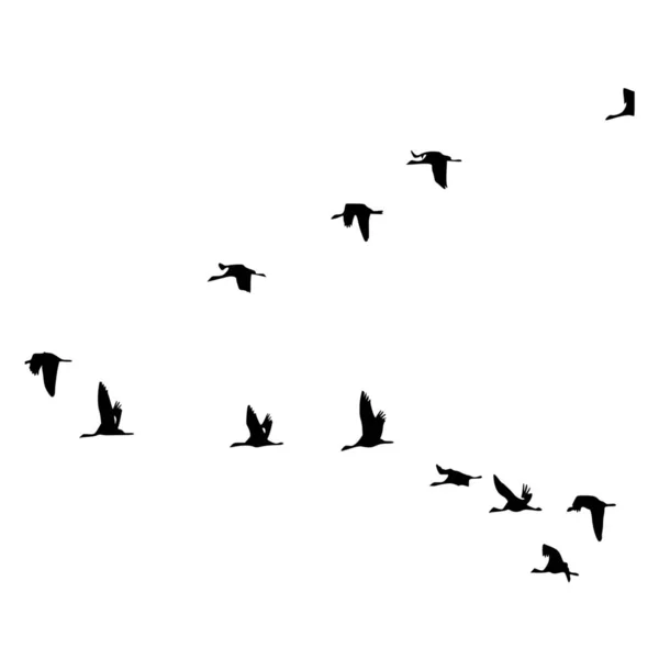 Silhouette Vectorielle Des Oiseaux Liberté Sur Fond Blanc — Image vectorielle