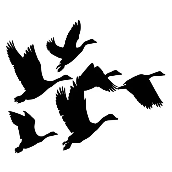 Silhouette Vettoriale Della Libertà Degli Uccelli Sfondo Bianco — Vettoriale Stock
