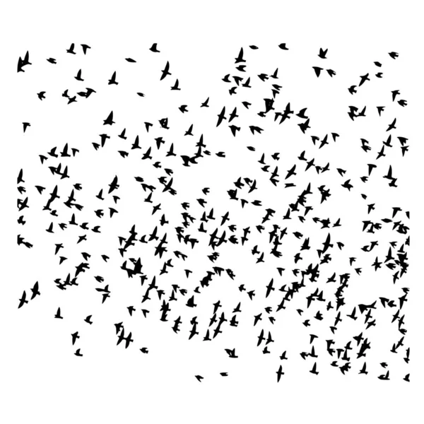 Vektor Silhuett Fåglar Frihet Vit Bakgrund — Stock vektor