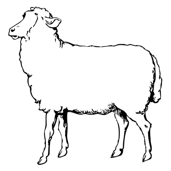 Wektorowa Sylwetka Owiec Białym Tle — Wektor stockowy