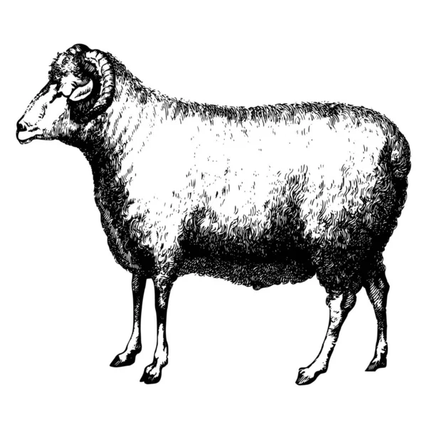 Siluet Vektor Domba Pada Latar Belakang Putih - Stok Vektor