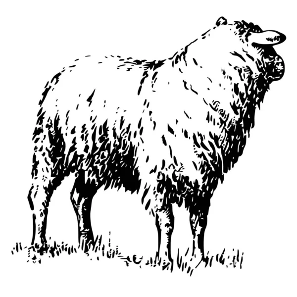 Beyaz Arkaplanda Koyun Silueti — Stok Vektör