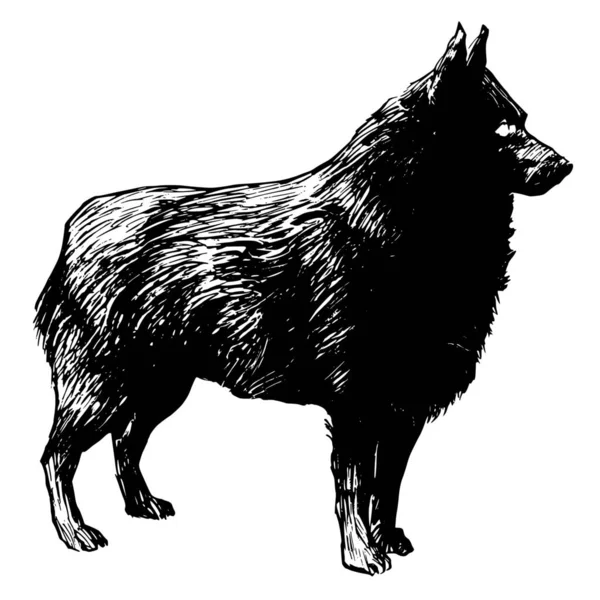 Silhouette Vectorielle Wolf Sur Fond Blanc — Image vectorielle