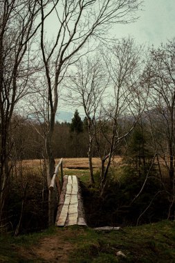 Ormanda terk edilmiş eski bir ev. 