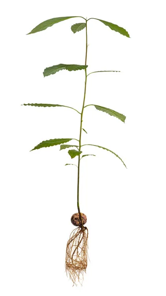 ホワイトバックに隔離された茎と根で地面からすべての自家栽培のアボカド植物 — ストック写真