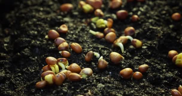Bir Bitkiyi Tahıldan Kesmenin Zamanı Yeni Hayat Kavramı Doğada Bir — Stok video
