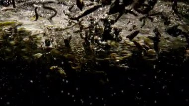 Çay yapraklarının kaynayan suya atıldığı yavaş çekim videosu. Suda çay hazırlama ve demleme. Yüksek kalite 4k görüntü