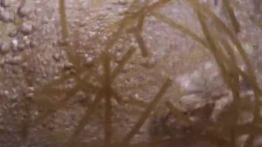 Kaynar suda spagetti pişirme sürecinin yavaş çekim videosu. Mutfakta İtalyan makarnası pişirmek. Yüksek kalite 4k görüntü