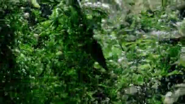 Vídeo Cámara Lenta Lanzar Cebollas Verdes Agua Hirviendo Proceso Del — Vídeos de Stock