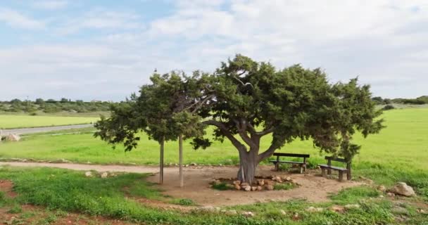 空中俯瞰着自然界中一棵孤独的老树 一个童话般的地方美丽的风景 高质量的4K镜头 — 图库视频影像