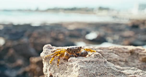 Κοντινό Πλάνο Ενός Καβουριού Που Κάθεται Μια Πέτρα Στην Ακτή — Αρχείο Βίντεο