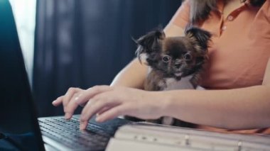 Kız bir köpeği kollarında tutarken bilgisayar klavyesinde daktilo kullanıyor. İş kadını evden çalışır, ev hayvanı tutarken iş çözer. Yüksek kalite 4k görüntü