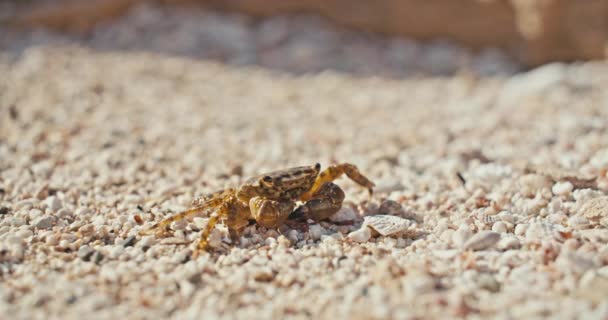 Macro Vídeo Câmera Lenta Vida Caranguejo Natureza Animal Com Tentáculos — Vídeo de Stock