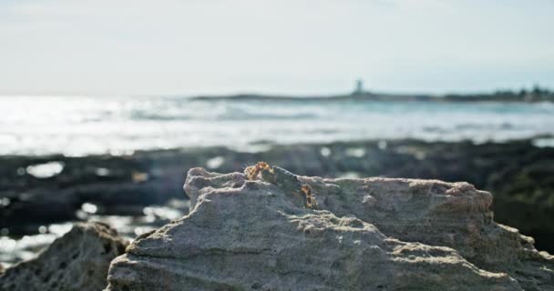 Macro Slow Motion Video Crab Climbing Stone Seashore High Quality — Stock Video