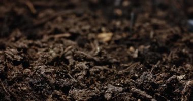 Nature Timelapse: Büyüleyici Orman Büyümesi ve Tiny Seed 'den filizlenme